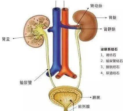 男性输尿管解剖位置图图片