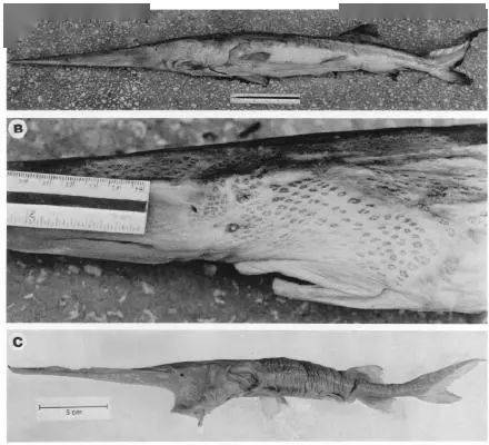 灭绝动物长江白鲟