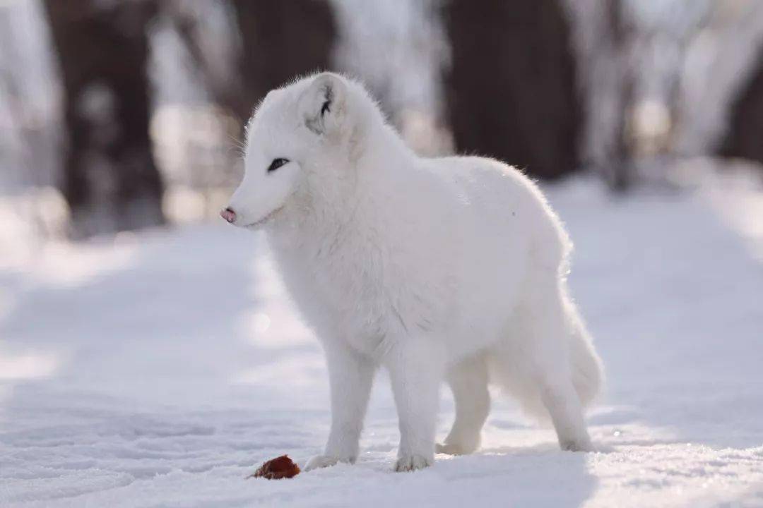 长春净月潭小白狐又双叒来啦萌翻了