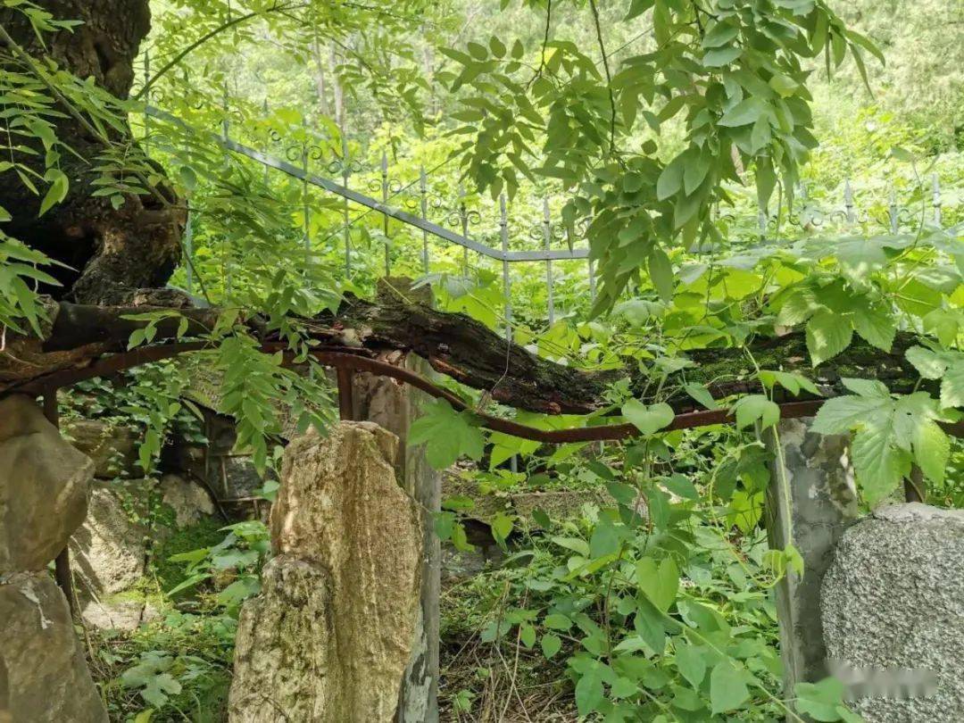 古树档案|卧龙槐:满涧松荫尘不到,深夜风雨有龙归