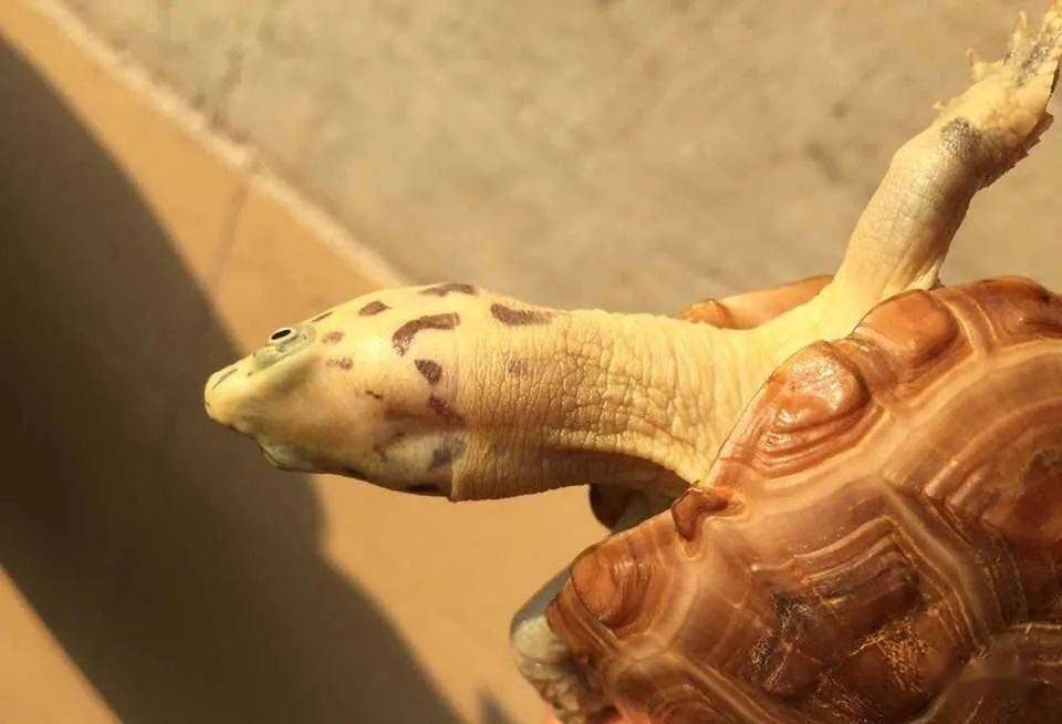 斑纹草龟肤色华丽与黄黑斑纹对比极其强烈观赏价值极高