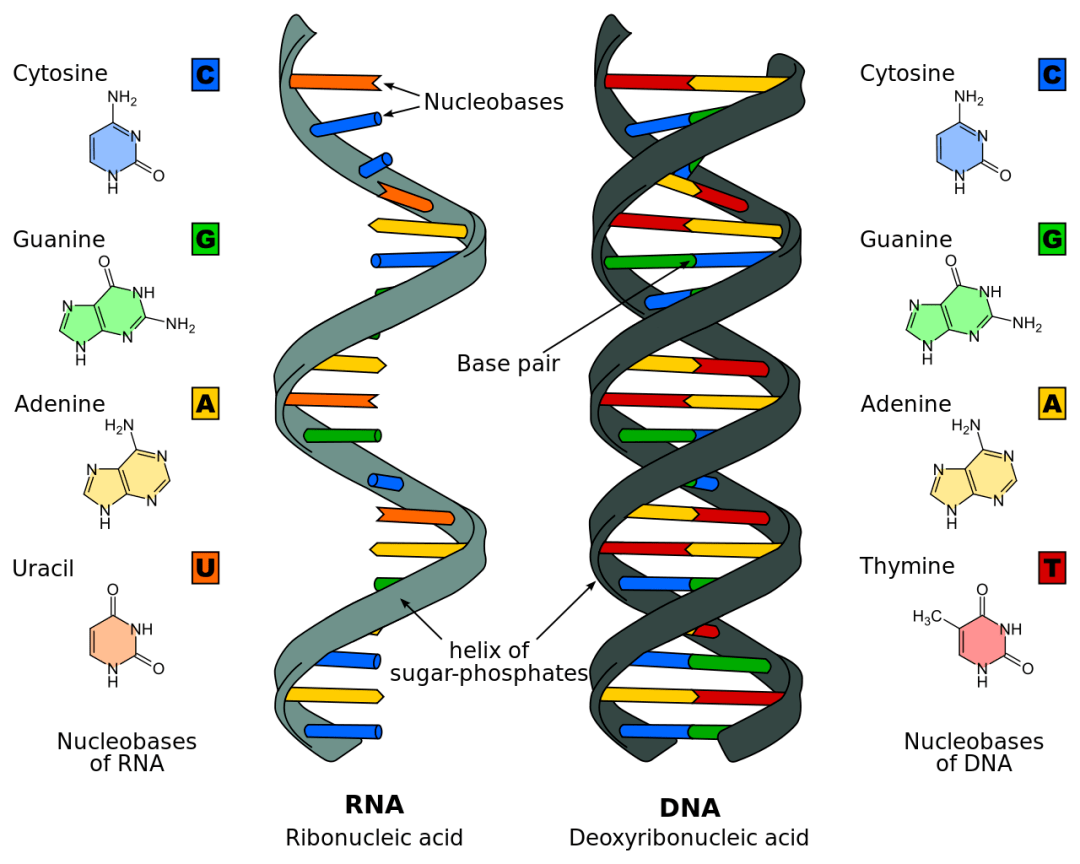 RNA平面结构图图片