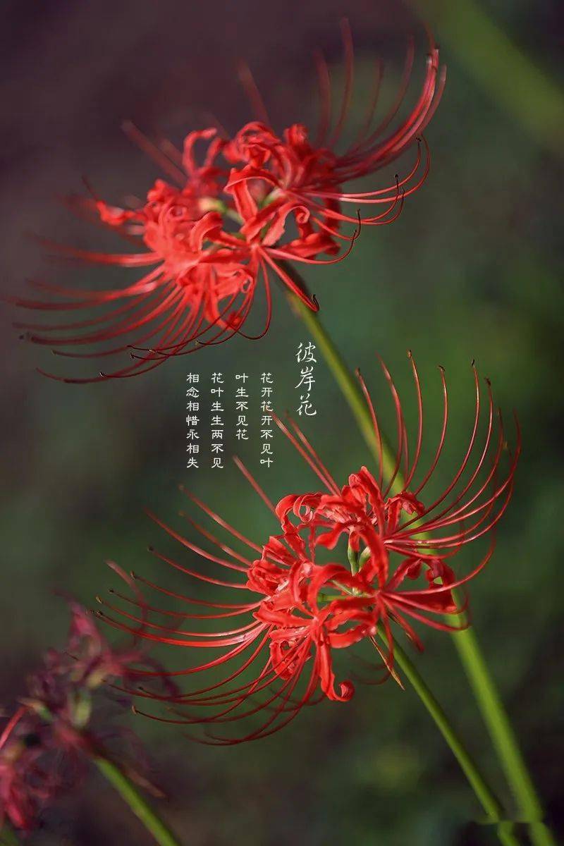 摄影天地冬雪的春暖花开彼岸花