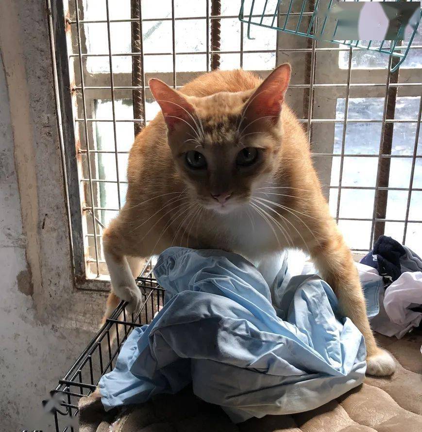 当然是欺负那些没健身的小弱鸡啦~当然,也有健身小伙遇到民间高手,"打