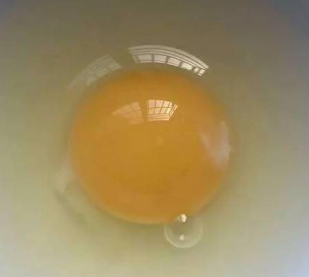 科普关于鸡蛋这些你可能不知道