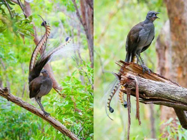 澳大利亚国鸟琴鸟图片