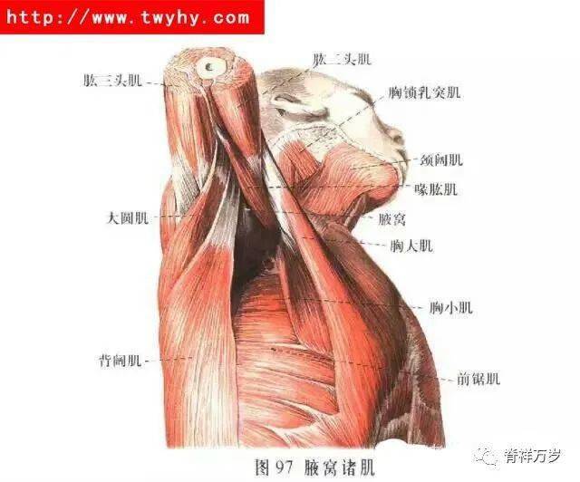 010岡下肌疼痛綜合症除上肢麻木外,還可出現其他的臨床表現及體徵