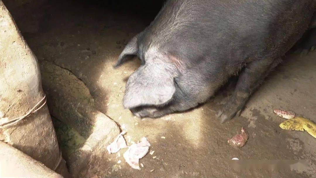 广东大埔村民养出700多斤的猪!