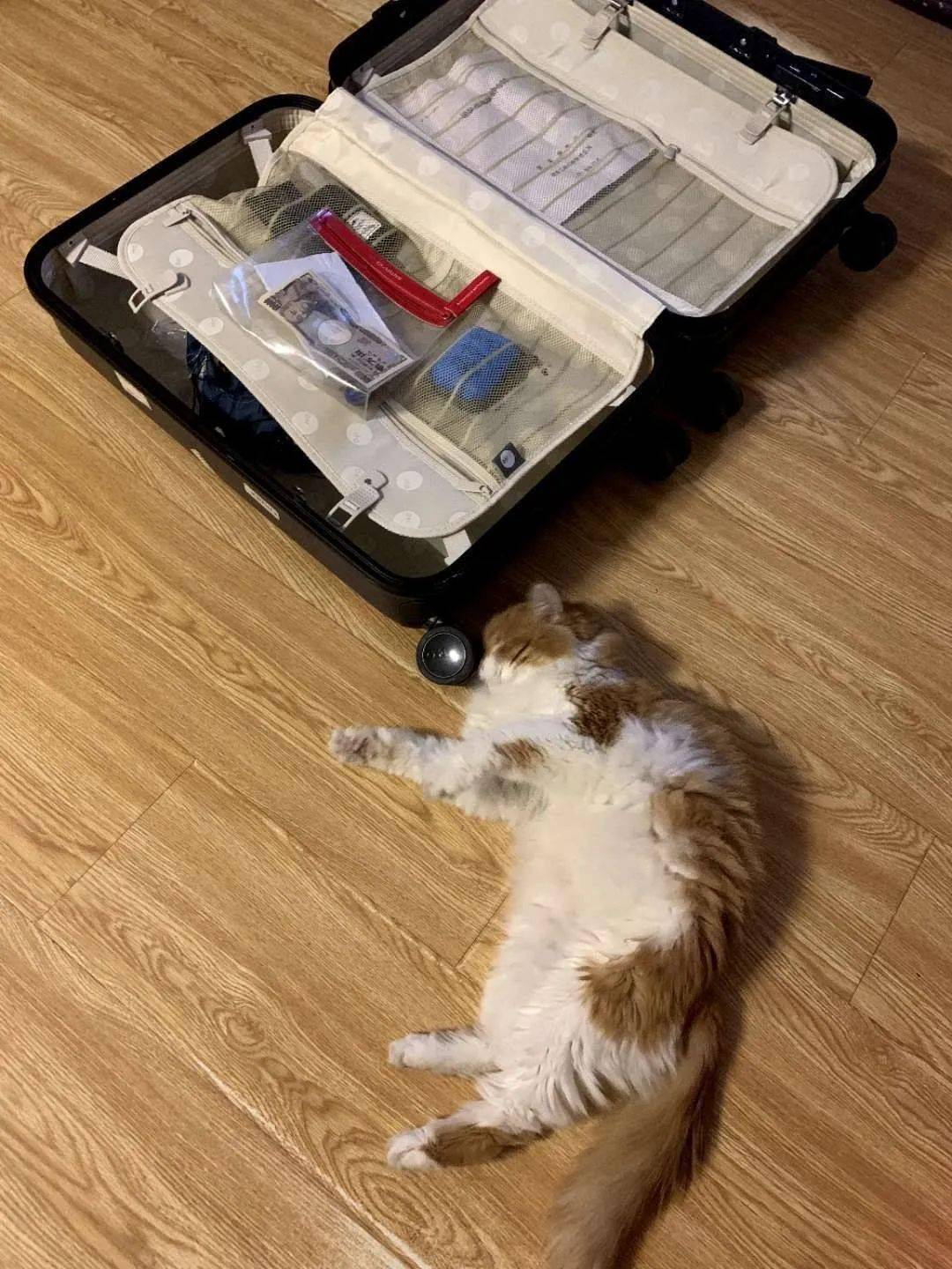 17岁高龄橘猫绝美侧颜杀每一张照片都那么漂亮
