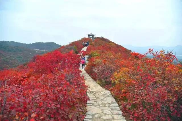 紅葉節晉城皇城相府大陽古鎮打鐵花王莽嶺錫崖溝掛壁公路崑山掛壁公路