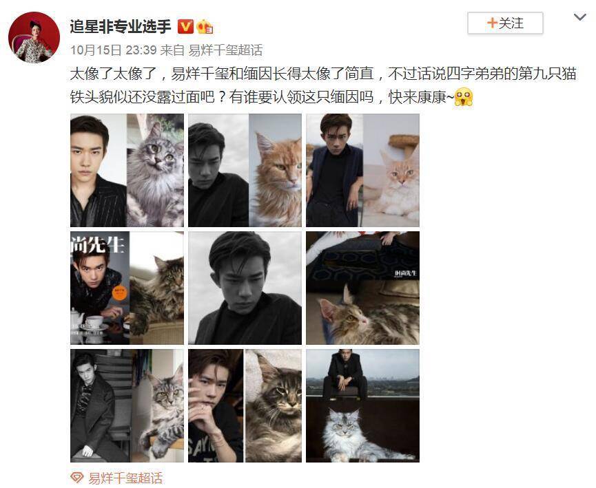 易烊千玺像缅因猫图片