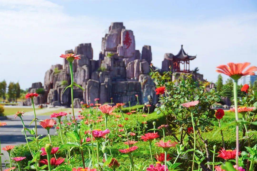 长江药用植物园:我言秋日胜春朝!格桑花,百日菊,木芙蓉.