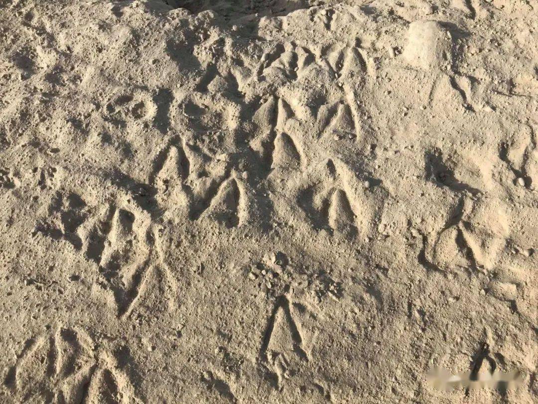 孔雀河中游调查时,由于河水较浅,河岸湿软的泥地上,有4趾模样的大脚印