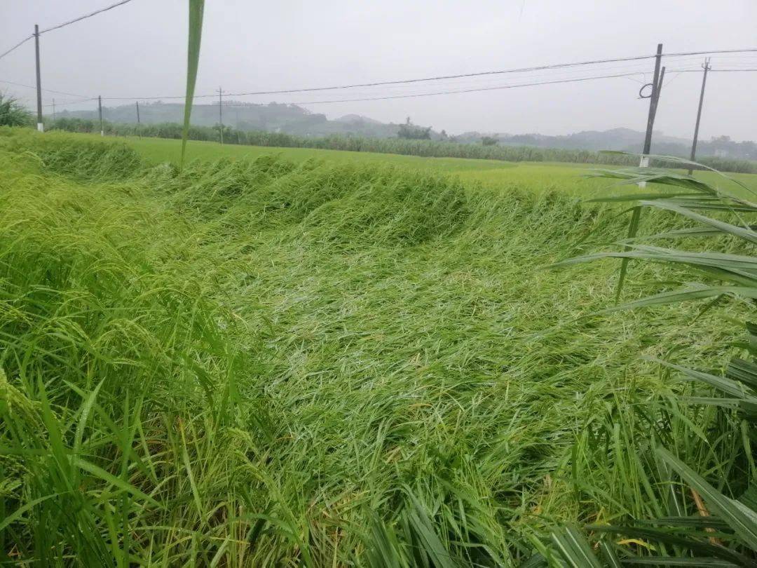 浪卡过境导致上思县部分地区农作物倒伏