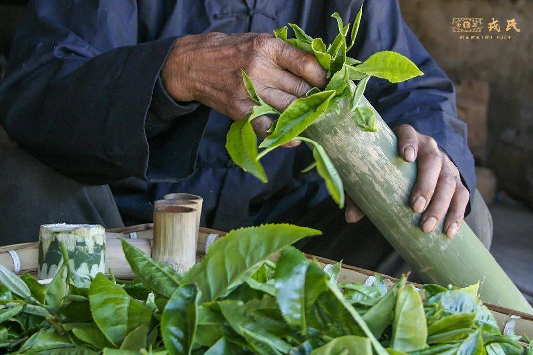 戎茶学堂云南只是茶树源头而已吗