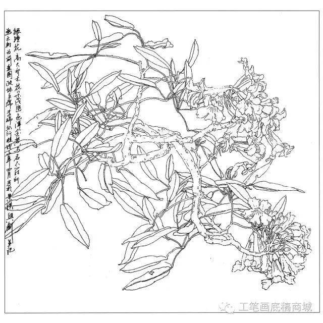 30种花卉白描作品欣赏