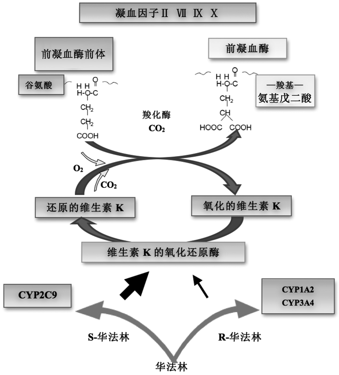 华法林抗凝及inr异常与出血的对策