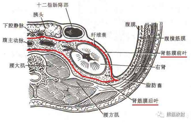 腹膜后在哪里位置图片图片