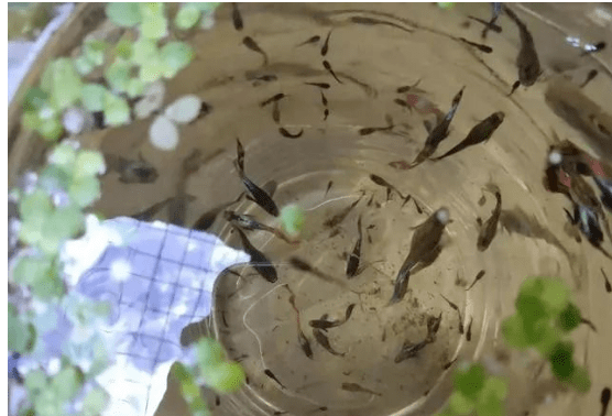 往鱼池里丢了些孔雀鱼,经过了一个夏天,现在已经泛滥成灾了_浮萍