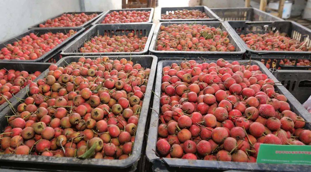 红了| 天津的山楂!_红果