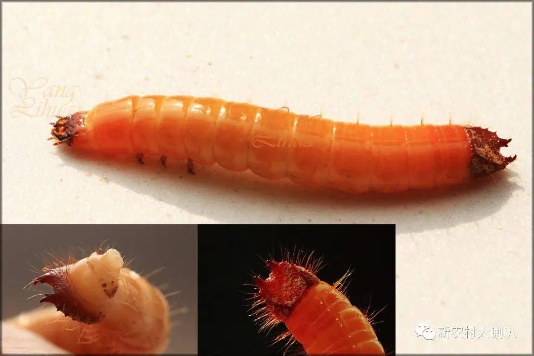 图10 褐纹金针虫图9 细胸金针虫图8 叩头甲金针虫冬前至早春为害小麦