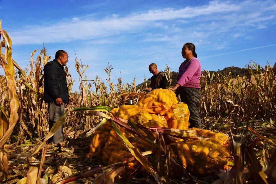 微石楼农忙小院美秋日丰收图