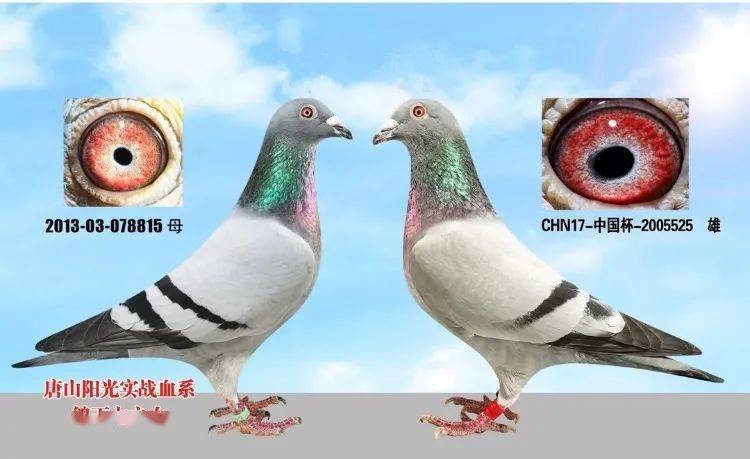 综合冠军鸽父母:阳光徐应捷的0218261赛鸽获得院内外五关综合鸽王总