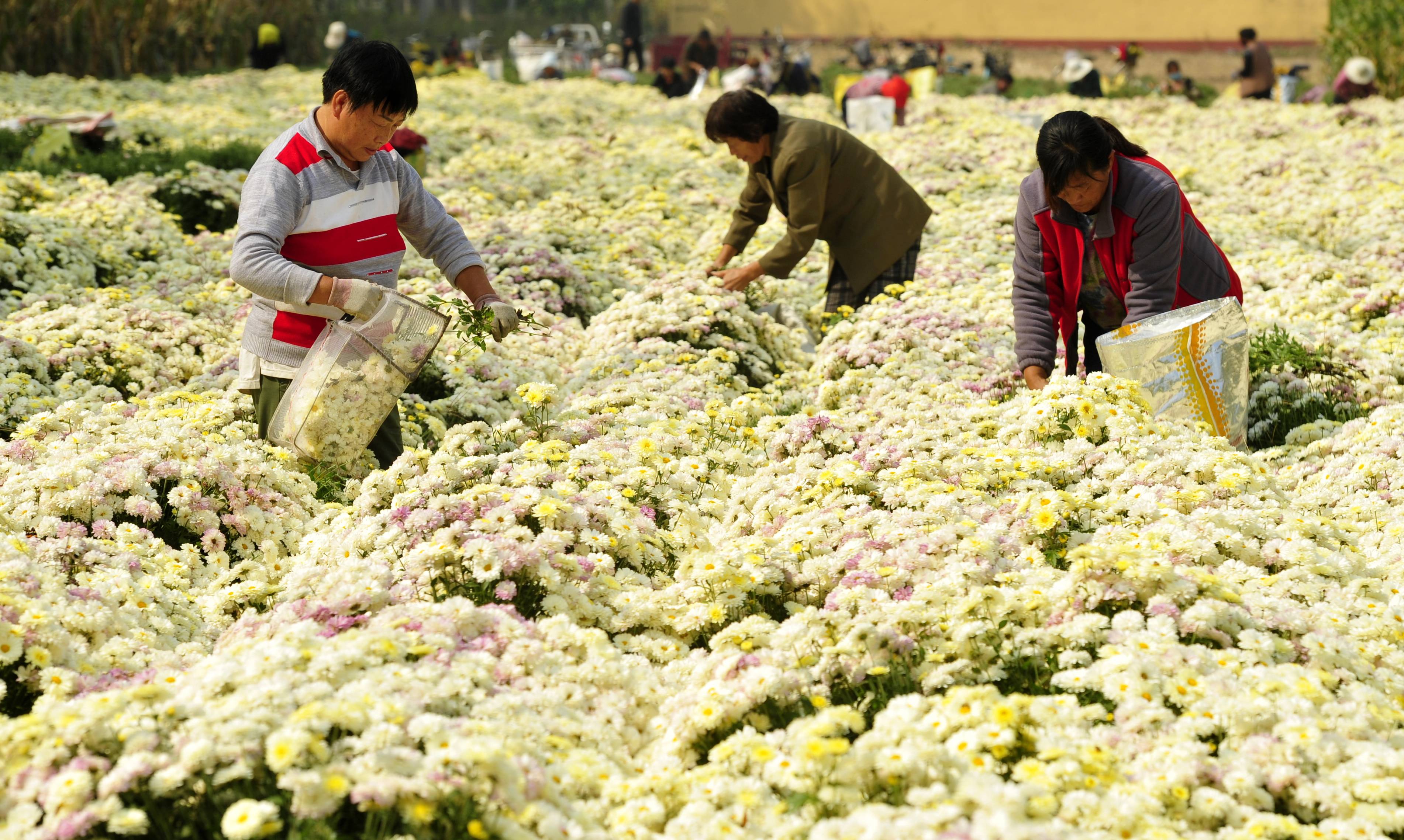 10月18日,河北省河間市米各莊鎮馬村農民在菊花種植基地採收菊花.