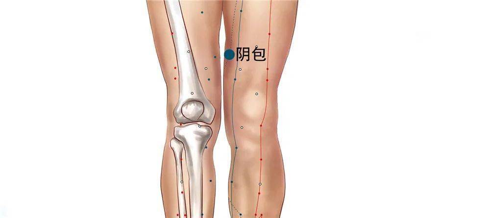 1,轻敲3-5遍后,在大腿内侧的"阴包穴"会有强烈痛点,可进行点揉.
