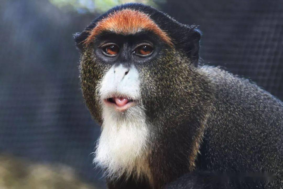 昆明世博园猴子图片