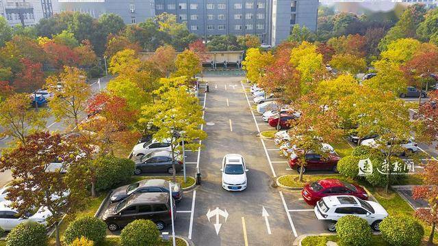 图说泗洪最美林荫彩色停车场