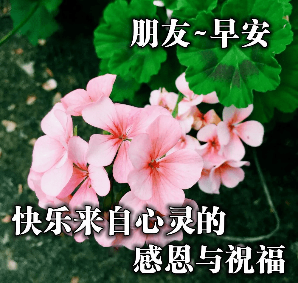 早上好問候美圖早安問候語句