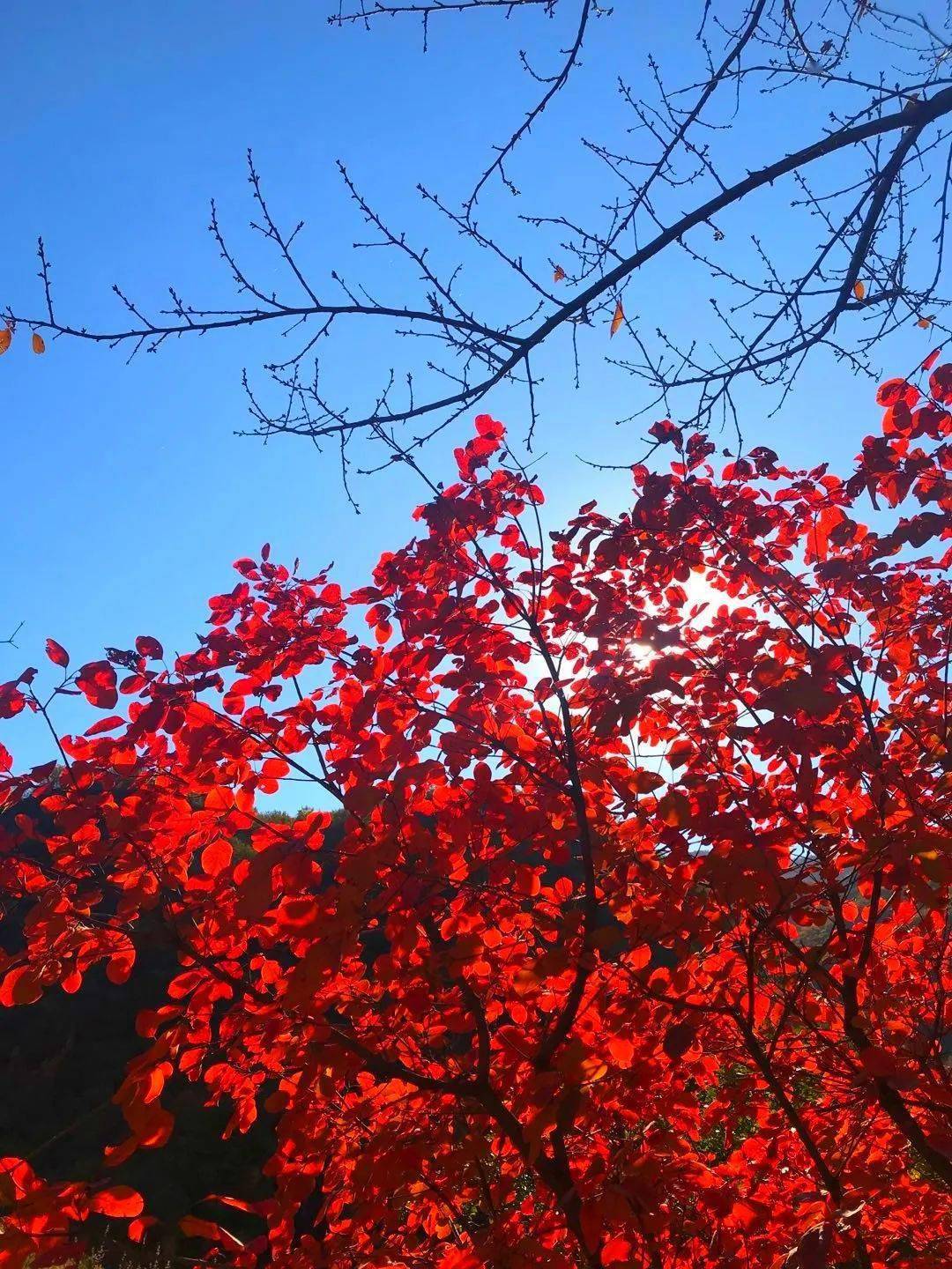 赏秋指南最美的秋最美的神泉峡