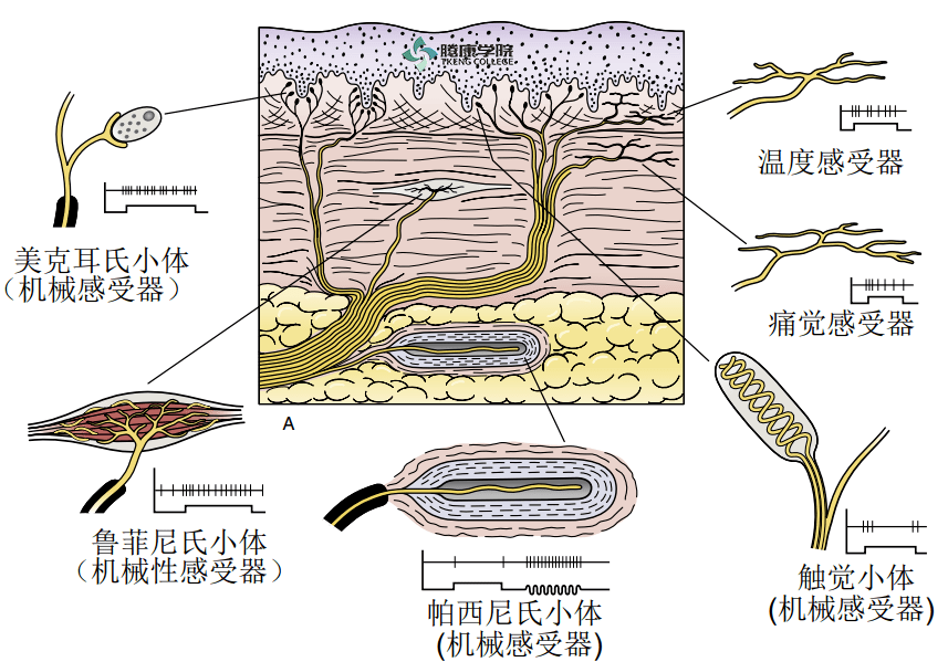 疼痛解剖学感受器的功能解剖