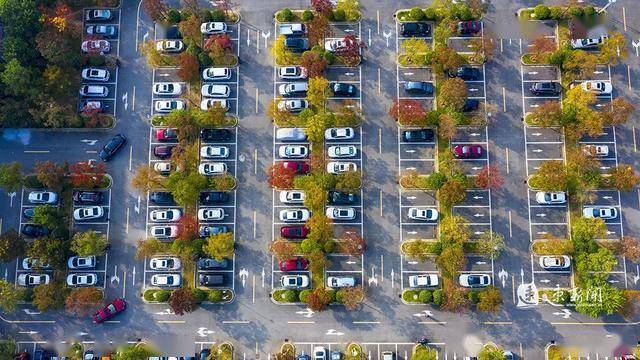 图说泗洪最美林荫彩色停车场