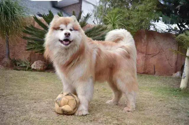 从小奶狗长成巨型阿拉斯加,外表霸气实则还是个憨憨!