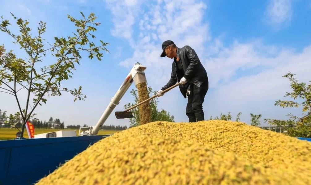 米香也怕巷子深 松江大米田头推介助推销售新模式