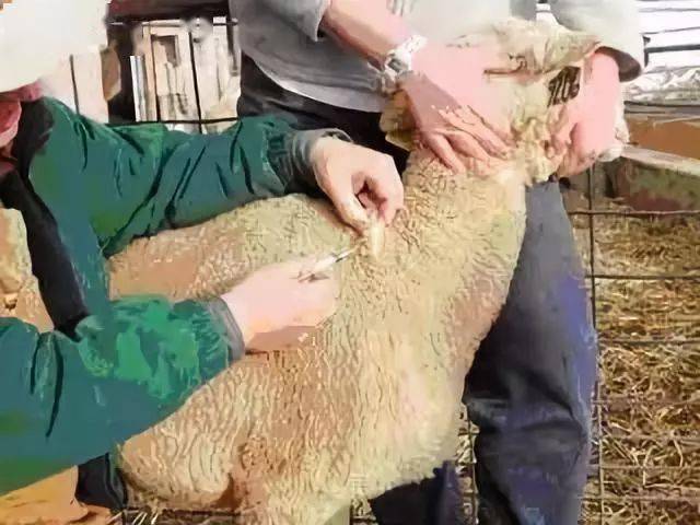 羊打针脖子部位位置图片