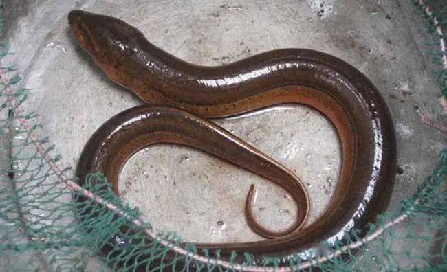 郑州公交车上惊现好几条"蛇"?原来是这东西.