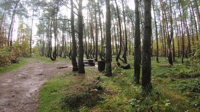 未解之谜波兰这群树长成了反问号070707