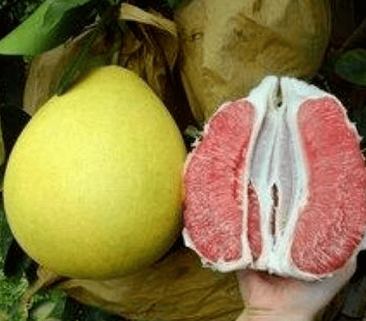 柚子公母底部的图片图片