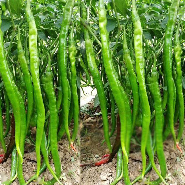 超长线椒种果最长46厘米还耐老化皮薄味辣推荐农户试种