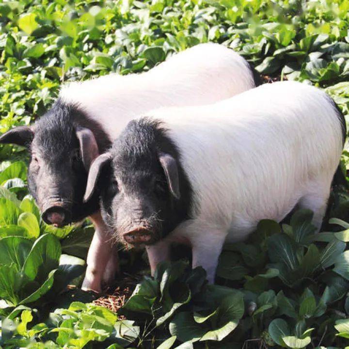 萍乡又一农产品荣膺"国字号"!_两头