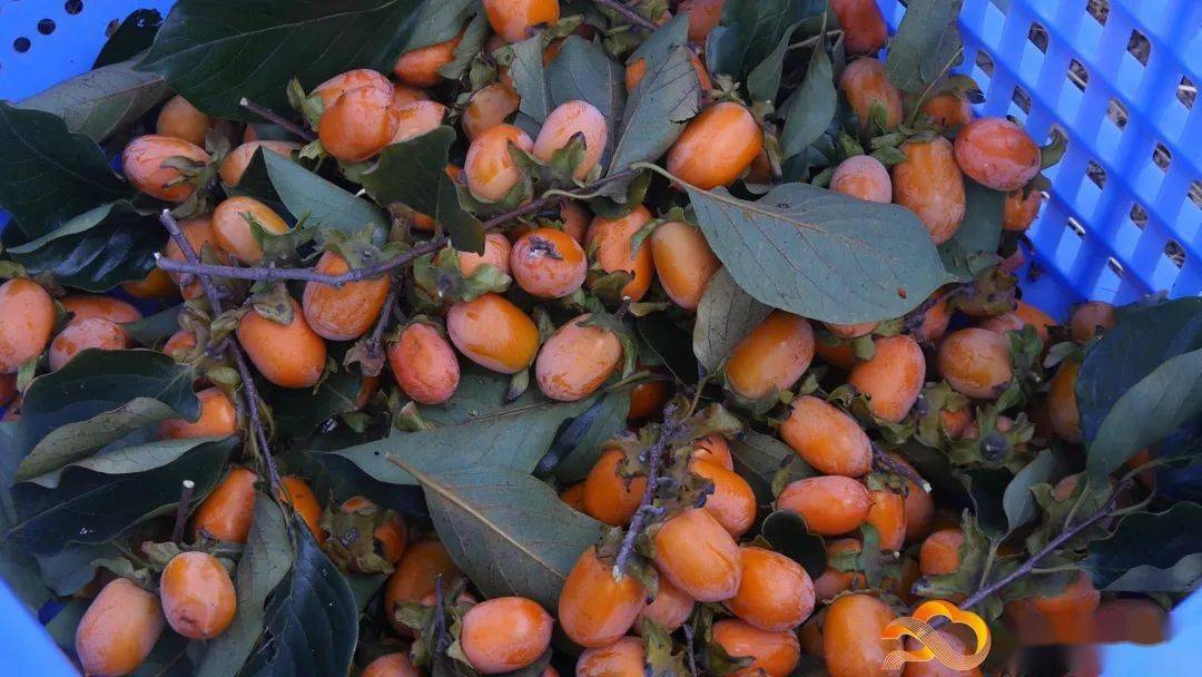 鸡心柿红透黄边清甜多汁还没核你尝过吗