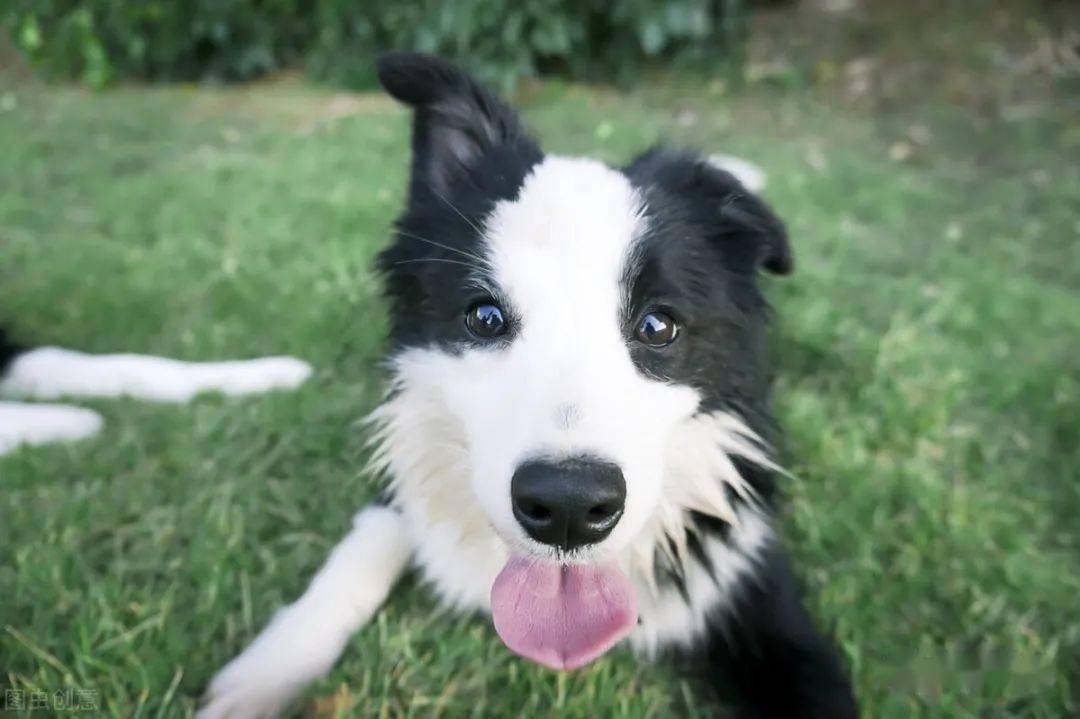 边牧有这5大特点说明你养的是纯种