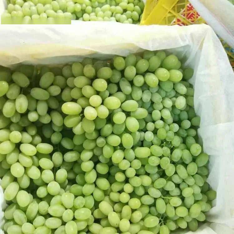 新疆纯甜无核青提  平台补贴价:6.8元/3斤!