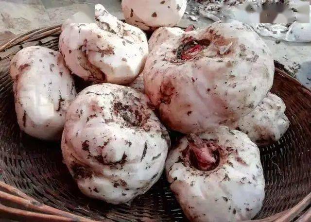 手工魔芋留给人们怀念的那种纯正味道