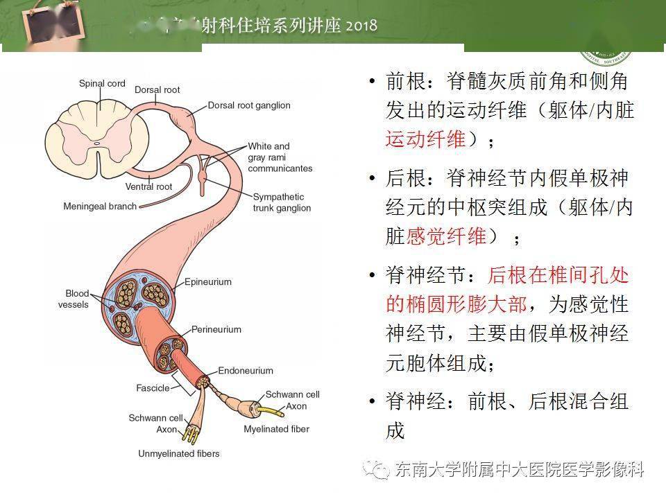 外展神经 来自搜狐网