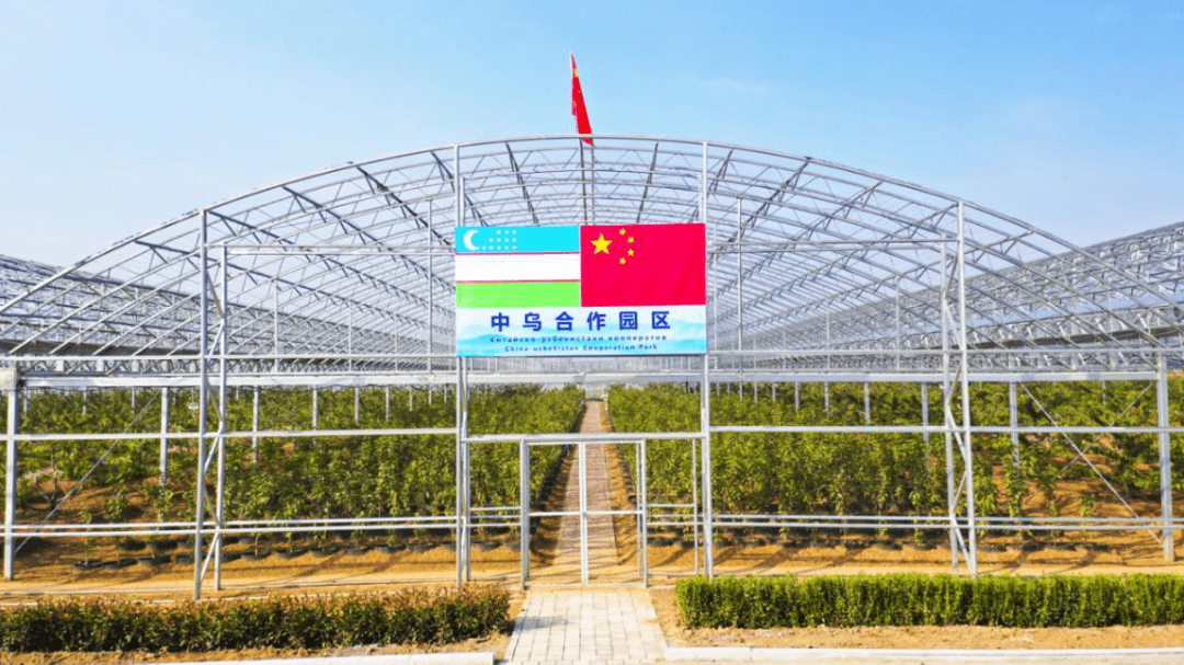 走进中国最大的数字樱桃种植基地金禾天润对樱桃的认真远远超过您的