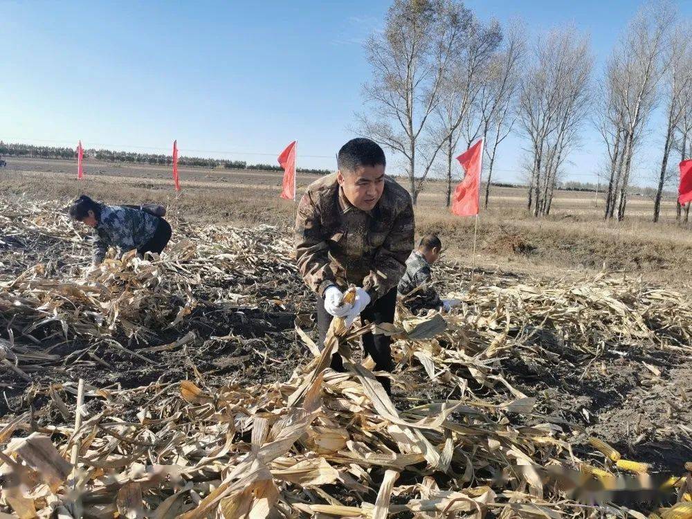 讷河长发:田间地头党员干部与群众 "战"在一起_长发镇